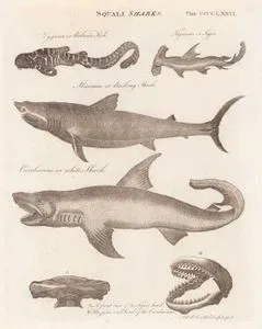 Köpekbalıkları (Plate CCCCLXXVI) - Tigrinus Kedibalığı, Çekiç Balığı, Büyük Camgöz Köpekbalığı, Beyaz Köpek Balığı (Carcharodon Carcharias) A. Tigrinus Kedibalığı Başının Ön Görünümü B. Beyaz Köpek Balığının Başı