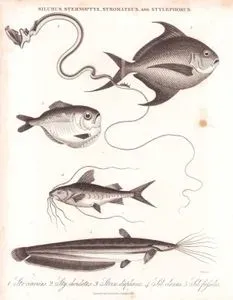 Silurus (Yayın Balığı), Sternoptyx, Stromateus ve Stylephorus- 1. Yıldız Balığı (Stromateus Cinereus) 2. Tube-Eye Balığı (Tüplü Balık, Stylephorus Chordatus) 3. Gümüşbalta Balığı (Sternoptyx Diaphana) 4. Yayın Balığı (Silurus Glanis) 5. Stinging Kedibalığı (Heteropneustes Fossilis)