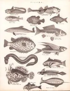 Balıklar- Kayalık Dorado Balığı, Zırhlı Boğa Başlı Kaya Balığı, Küçük Kirpi Balığı, Emici Topaç Balığı (Lump Balığı), Yassı Sazan Balığı, Yunus, Büyük Pullu Sazan, Kirpi Balığı, Uçan Balık, Elektrikli Yılanbalığı, Mavi Yüzgeçli Labrus Balığı, Mızrak Kuyruklu Goby, Palyaço Balığı (Oltacı Balık), Kırmızı Barbun, Narval (Tek Dişli Deniz Gergedanı)