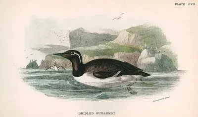 Göz Halkalı Karabatağı