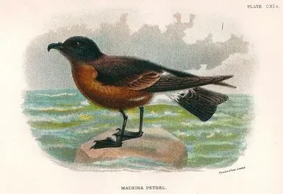 Madeira Fırtına Kuşu