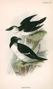 Ustura Gagalı Alk