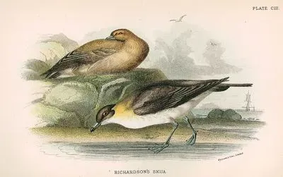 Richardson Korsan Martı