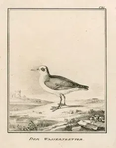 Des Wassertretter