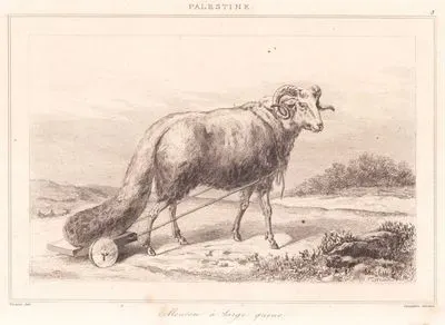 Filistin - Geniş Kuyruklu Koyun (Plate 3)