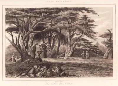 Lübnan Dağlarındaki Sedir Ormanları (Plate 4)