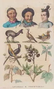 Çinlilerin Portreleri ile Çin'de Bulunan Çeşitli Fauna ve Flora, Misk Geyiği (4), Ördek (6), Altuni Sülün (7), Çay (8), Kafur (10) vb., Asya, Resim 8.