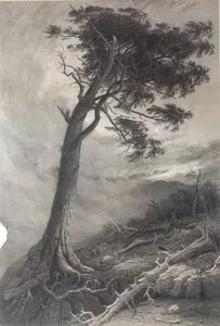 Ağaçlar