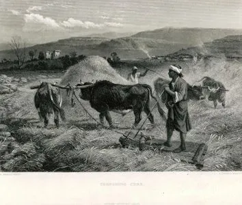 Mısır Harmanı