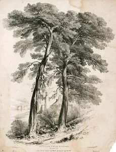 Doğadan Çizimler, Sarıçam, No:1