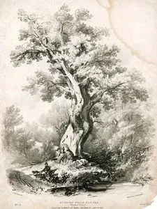 Doğadan Çizimler, Windsor Ormanı, No:4