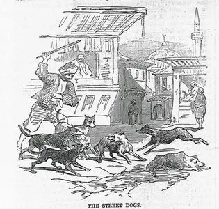 İstanbul'da Sokak Köpekleri