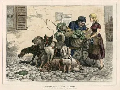 Antwerp'da Köpeklerin Çektiği Sebze Arabası (Zincirler ve Kölelik)